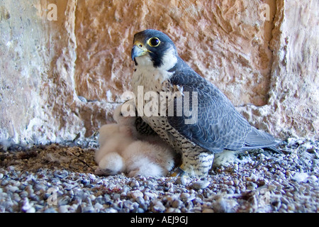 Wanderfalke (Falco Peregrinus), Weibchen mit Küken Stockfoto