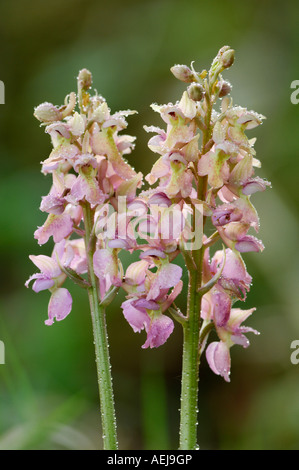 Hybrid zwischen frühen lila Orchidee (Orchis Mascula) und Pale-flowered Orchid (Orchis Pallens) mit Tautropfen Stockfoto