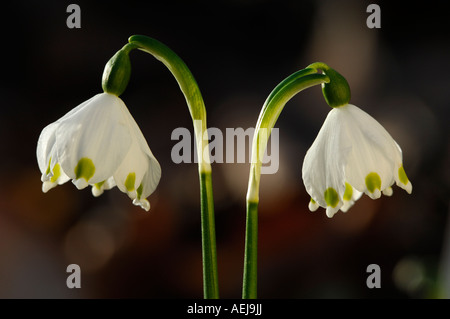 Frühling Schneeflocke (Leucojum Vernum), Gegenlicht Stockfoto