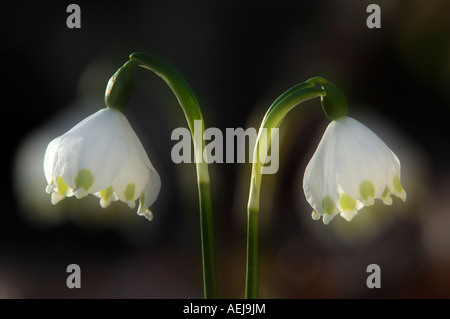 Frühling Schneeflocke (Leucojum Vernum), Gegenlicht Stockfoto