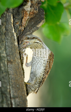 Eurasische Wendehals (Jynx Torquilla) Fütterung Küken Stockfoto