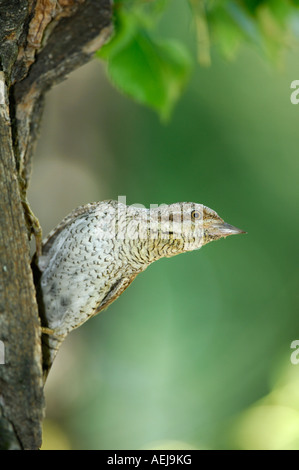 Eurasische Wendehals (Jynx Torquilla) an die Verschachtelung Loch Stockfoto