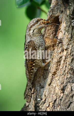 Eurasische Wendehals (Jynx Torquilla) mit der Nahrung auf die Verschachtelung Loch Stockfoto