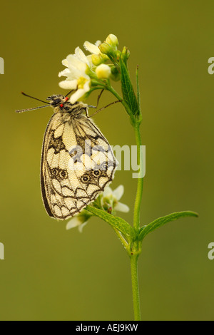 Schachbrettfalter (Melanargia Galathea) mit Tautropfen Stockfoto