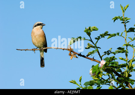 Neuntöter (Lanius Collurio), Männlich Stockfoto