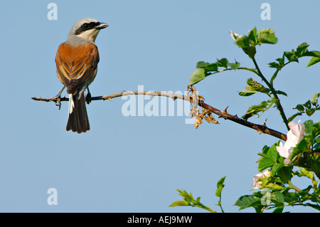 Neuntöter (Lanius Collurio), Männlich Stockfoto