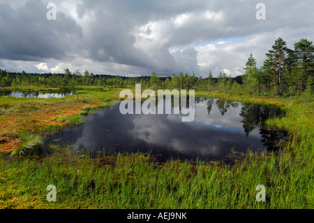 Gewitterstimmung im erhöhten Moos, Schweden, Scandinavia Stockfoto