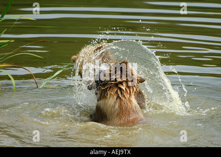 Braunbär (Ursus Arctos), zwei Jungtiere im Wasser zu spielen Stockfoto