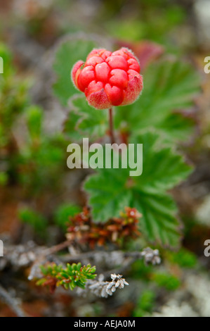 Moltebeere (Rubus Chamaemorus) Stockfoto