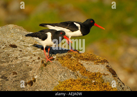 Eurasischen Austernfischer (Haematopus Ostralegus), Durchführung der Balz Stockfoto