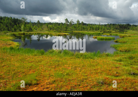 Gewitterstimmung im erhöhten Moos, Schweden, Scandinavia Stockfoto