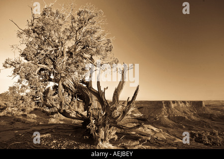 Alten Utah-Wacholder (Juniperus Osteosperma) auf Sandstein-Plateau, Canyonlands National Park, Utah, USA, Vereinigte Staaten von Amerika Stockfoto