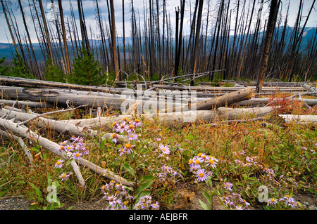 Grobe holzige Schutt auf dem Boden nach Wald Feuer, Yellowstone-Nationalpark, Wyoming, USA, Vereinigte Staaten von Amerika Stockfoto