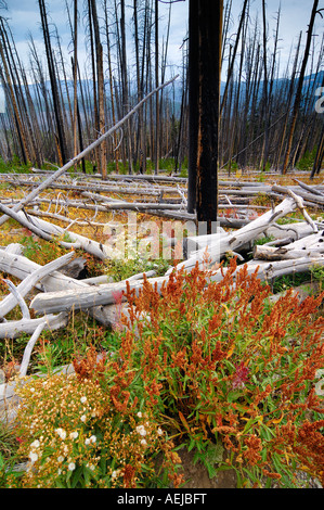 Grobe holzige Schutt auf dem Boden nach Wald Feuer, Yellowstone-Nationalpark, Wyoming, USA, Vereinigte Staaten von Amerika Stockfoto