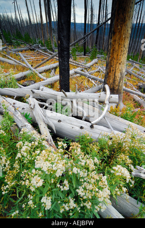 Grobe holzige Schutt auf dem Boden nach Wald Feuer, Yellowstone-Nationalpark, Wyoming, USA, Vereinigte Staaten von Amerika Stockfoto