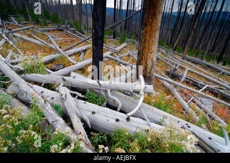 Grobe holzige Schutt auf dem Boden nach Wald Feuer, Yellowstone-Nationalpark, Wyoming, USA, Vereinigte Staaten von Amerika Stockfoto