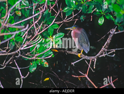 grüne Reiher in Florida USA Stockfoto