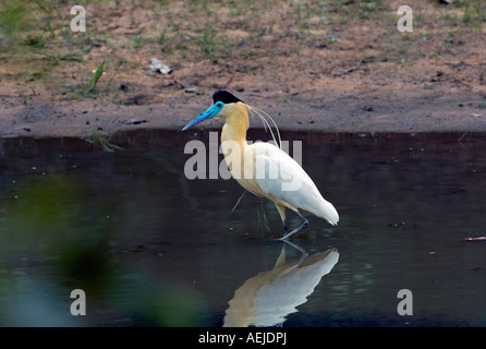 Reiher, Pilherodius Pileatus, Pantanal, Brasilien Stockfoto