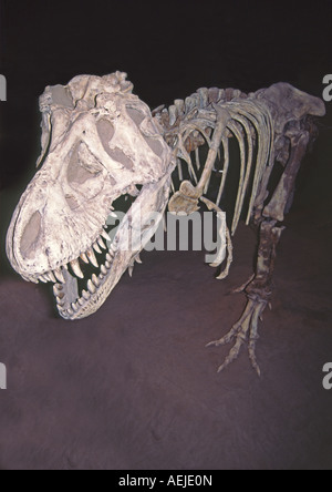 TRex Tyranosaurus Rex T-Rex Dinosaurier-Skelett Stockfoto