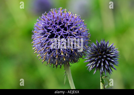 Blühende Blue Globe Thistle (Echinops Bannaticus Taplow Blue) Stockfoto