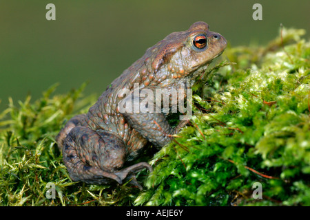 Europäischen gemeinsamen Kröte - männlichen (Bufo Bufo) Stockfoto