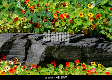 Blühende Kapuzinerkresse (Tropaeolum Majus) Stockfoto