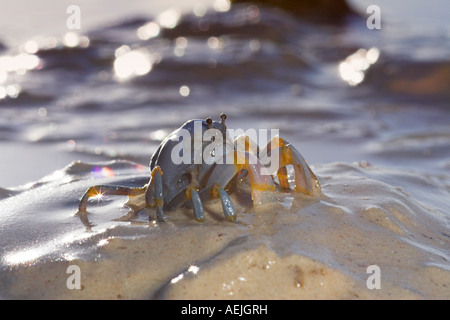 Soldat-Krabben in den Sand, Philippinen Stockfoto