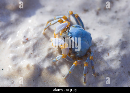 Soldat-Krabben in den Sand, Philippinen Stockfoto