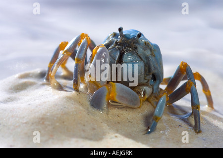 Soldat-Krabben in den Sand, Philippinen Stockfoto