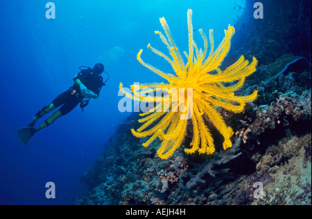 Taucher beobachtet einen gelben Stern Feder, Philippinen. Stockfoto