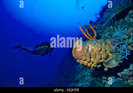 Taucher in einem Korallenriff hinter einem riesigen Fass Schwamm, Xestospongia Testudinaria. Stockfoto