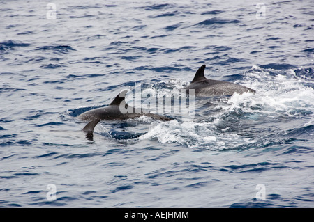 Delphine an der Küste vor Moro Jable, Fuerteventura, Kanarische Inseln, Spanien Stockfoto