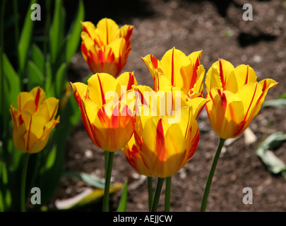 Frühling Zeit Blumen Tulpen rot grün gelb Stockfoto