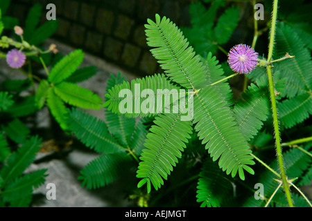 Mimosa-Blüte und Blatt Stockfoto