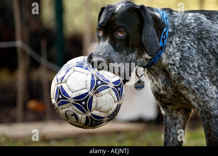 Deutsch Kurzhaar-Zeiger mit einem alten Fußball in den Mund Stockfoto