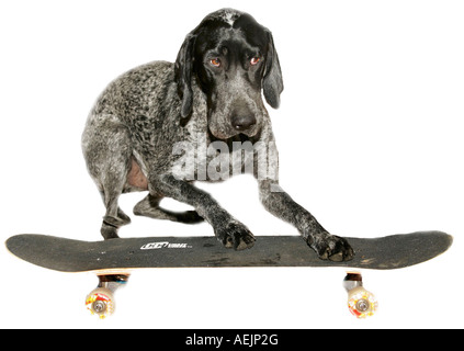 Ein deutscher Kurzhaar-Pointer liegend auf einem skateboard Stockfoto
