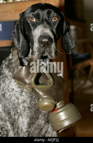 Ein deutscher Kurzhaar-Pointer mit einer Gasmaske Stockfoto