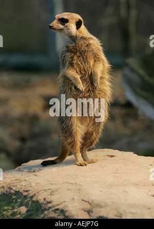 Ein Erdmännchen steht auf einem Stein in der Wilhelma Zoo, Stuttgart, Baden-Württemberg, Deutschland Stockfoto