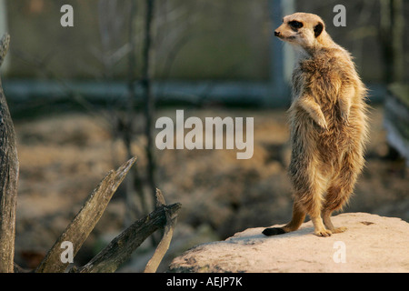 Ein Erdmännchen (Suricata Suricatta) steht auf einem Stein in der Wilhelma Zoo, Stuttgart, Baden-Württemberg, Deutschland Stockfoto