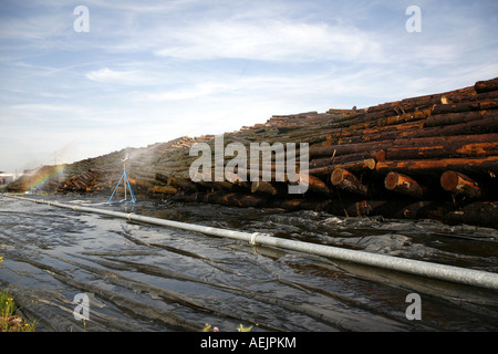 Lagerung und Bewässerung der Holzstämme Stockfoto