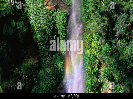 Wasserfall, Lamington National Park, Australien Stockfoto
