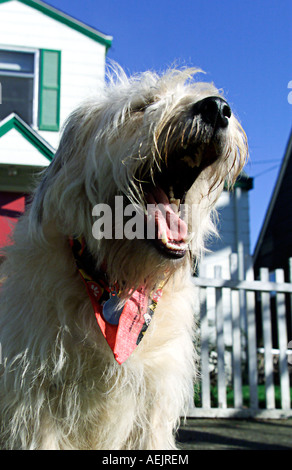 Gemischte Terrier Rasse Hund vor Hof Stockfoto