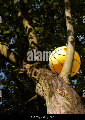 Ball im Baum. Bild von Patrick Steel patricksteel Stockfoto