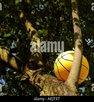Ball im Baum. Bild von Patrick Steel patricksteel Stockfoto
