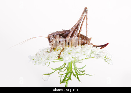 Dunkle Bush Cricket (Pholidoptera Griseoaptera) Stockfoto