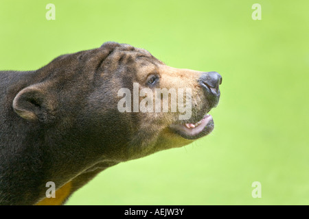 Malaiische Sun Bear (Ursus Malayanus) Stockfoto