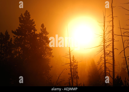 Sonnenaufgang und Morgen Nebel, Yellowstone-Nationalpark, Wyoming, USA, Vereinigte Staaten von Amerika Stockfoto