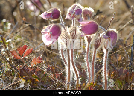 Pasque Blumen (Pulsatilla) Nationalpark Jotunheimen, Norwegen Stockfoto