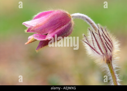 Kuhschelle (Pulsatilla Vulgaris) Stockfoto