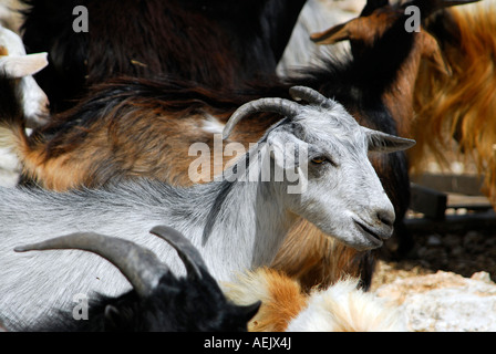 Ziegen, Kefalonia, Ionische Inseln, Griechenland Stockfoto